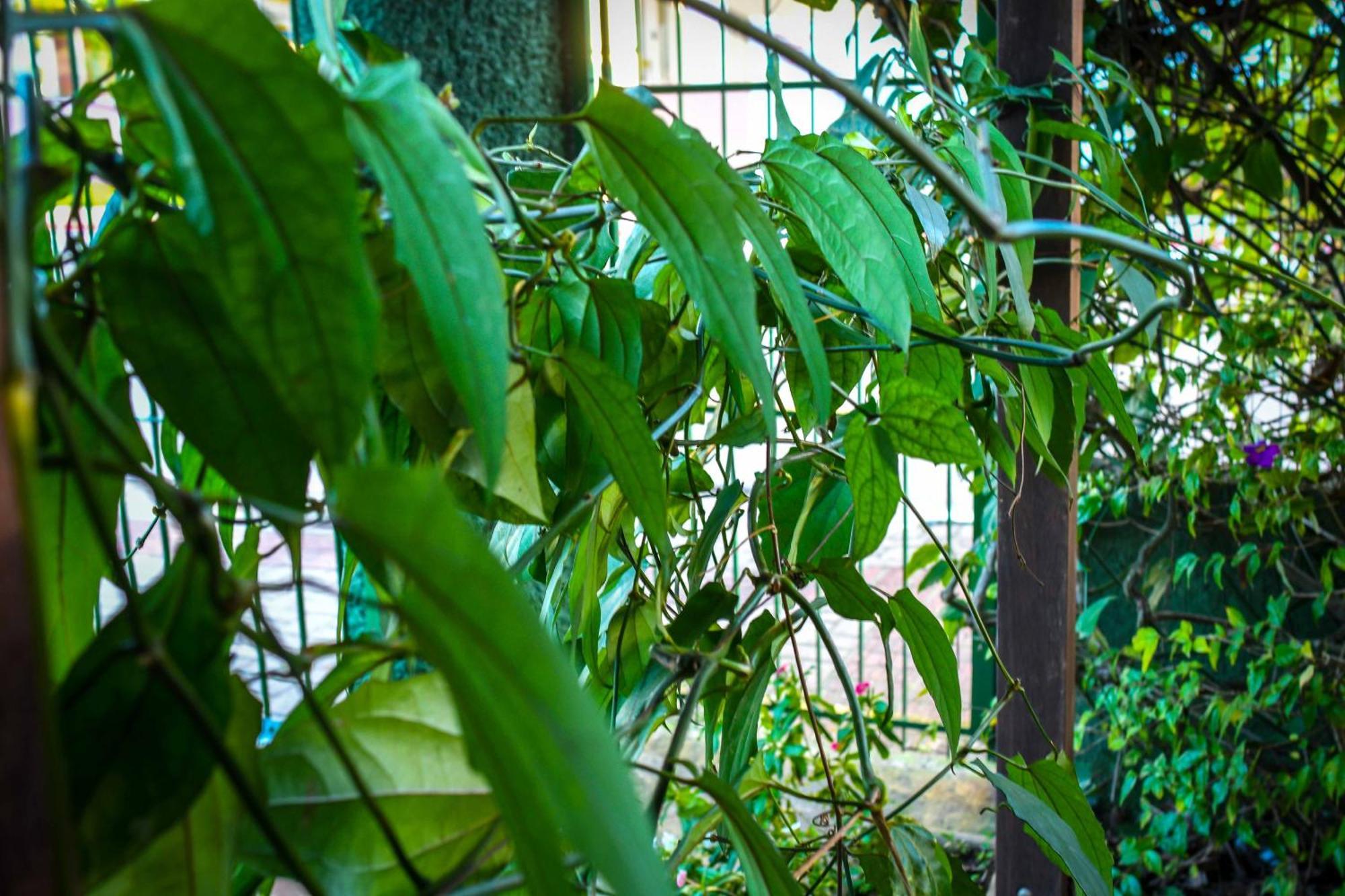 Pousada Natureza Florianópolis Екстериор снимка